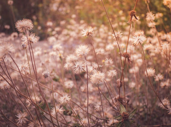 Close-up of wilted flowers on field