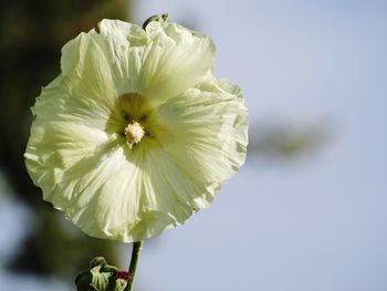 Close-up of flower blooming outdoors