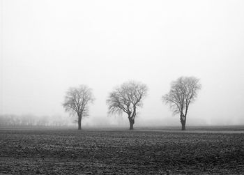 Bare tree on field against clear sky