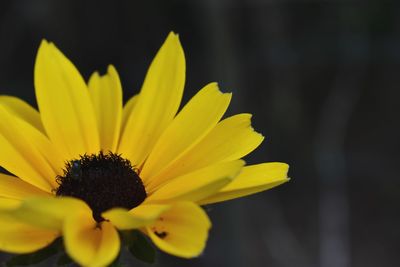 Close-up of yellow flower