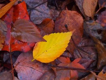 Close-up of maple leaves