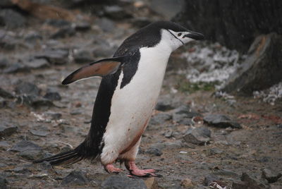 Close-up of a penguin on rock