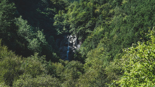 Plants growing in forest