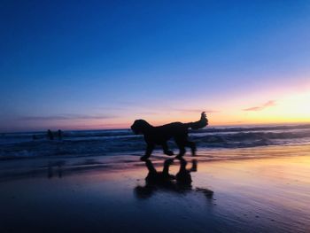 Silhouette dog on beach against sky during sunset