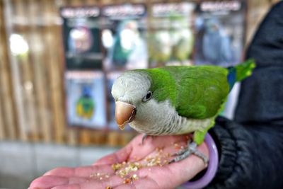 Close-up of hand holding parrot