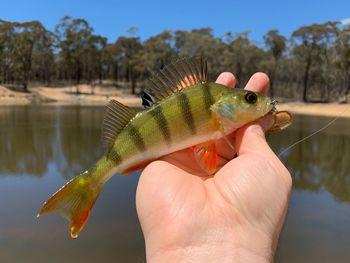 Cropped image of hand holding fish in lake