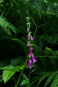 Close-up of purple flowers