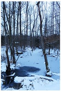 Snow covered trees in forest