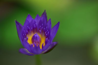 Close-up of purple water lily blooming outdoors