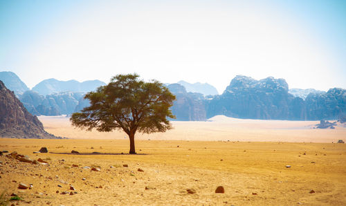 Beautiful mountain scenery in the mountain desert in wadi rum, jordan