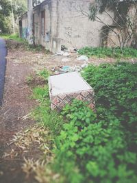 Close-up high angle view of grass