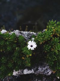 Close-up of white flowering plant