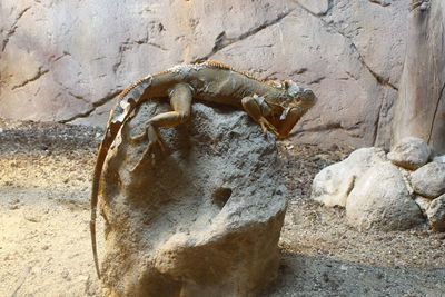 Close-up of lizard on rock