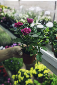 Close-up of hand holding purple flowering plant