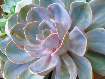 Full frame shot of succulent plant