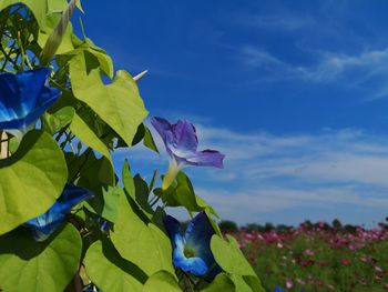 Close-up of fresh blue purple flowering plant against sky