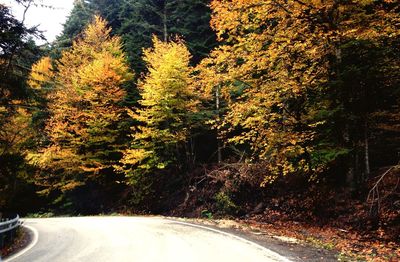 Road passing through trees