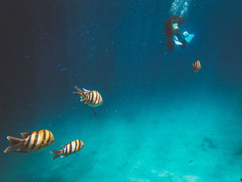 High angle view of man swimming by fish in sea