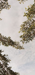 Low angle view of trees against sky