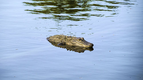 High angle view of crocodile swimming in lake