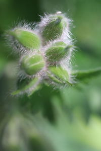 Close-up of green plant