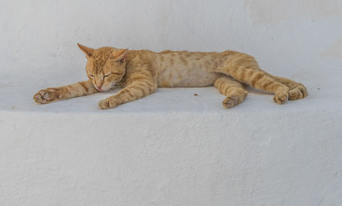 Close-up of cat sleeping