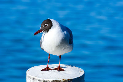 Close-up of seagull