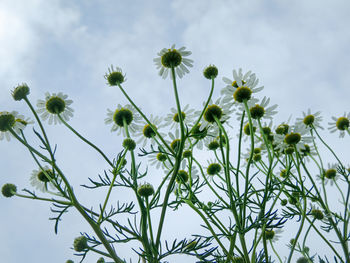 Low angle view of flowering plants against sky