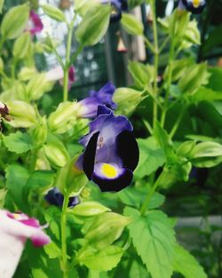 Close-up of purple flowering plants