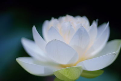 Close-up of white flowering plant