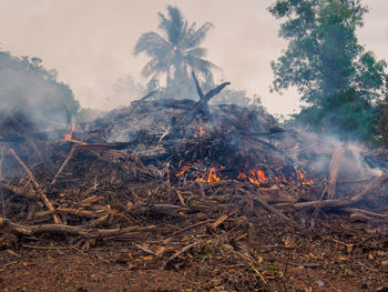 View of bonfire in forest