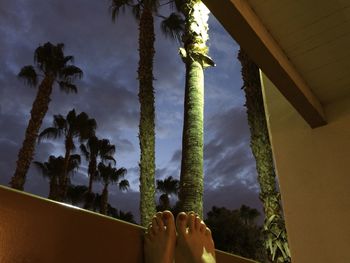 Low angle view of palm trees