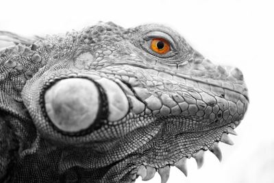 Close-up portrait of lizard