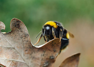 Close-up of bee pollinating