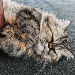 Close-up of a cat sleeping