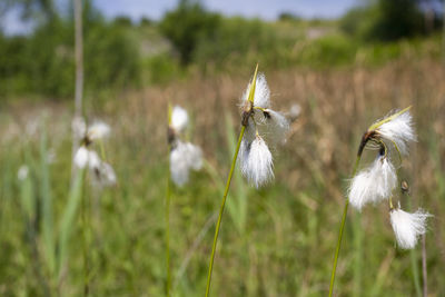 The fruits and seeds of the cottongrass, eriophorum latifolium, dretulja river, croatia