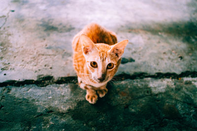 Portrait of ginger cat