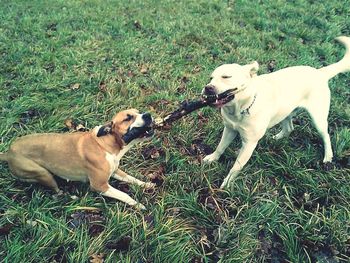 Dogs on field