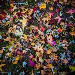 Autumn leaves on ground