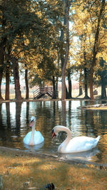 Swans swimming in lake