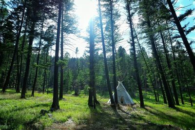 Trees in forest