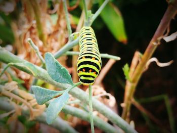 Close-up of insect on plant