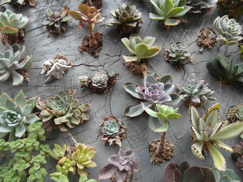 High angle view of succulent plant