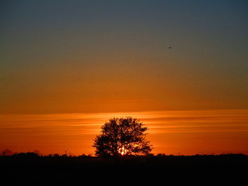 Silhouette of tree against orange sky