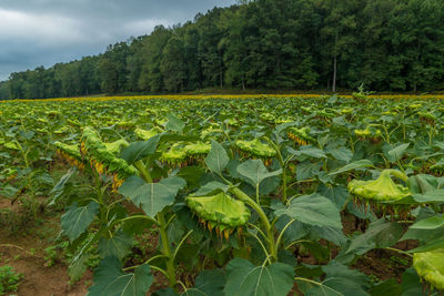 Scenic view of agricultural field