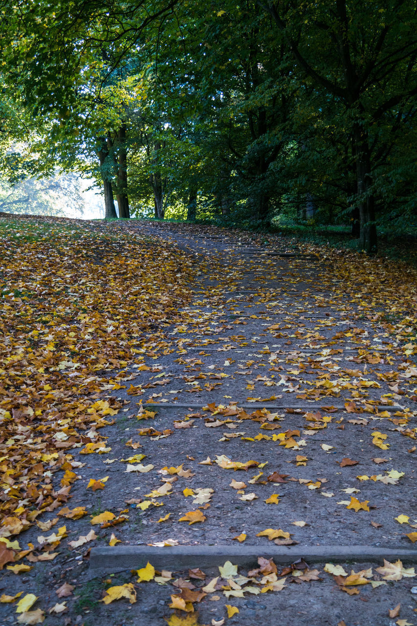 AUTUMN LEAVES FALLEN ON FOOTPATH