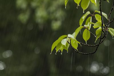 Close-up of wet plant leaves during rainy season