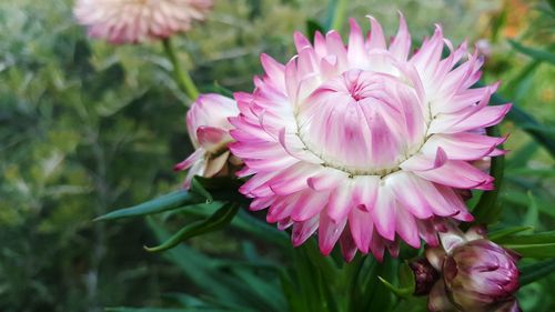 Close-up of pink flower growing on plant