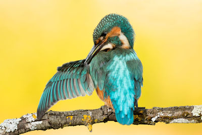 Close-up of a bird perching on wood