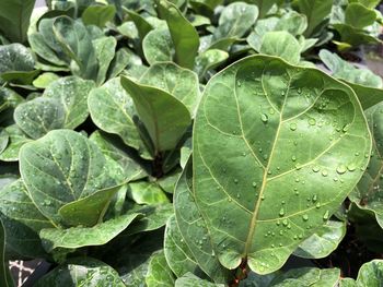 Close-up of wet plant leaves